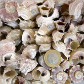 Angarıa Delpenola Kiloluk Deniz Kabuğu (1 KG) - 1