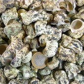 Bruneus Kiloluk Deniz Kabuğu (1 KG) - 1