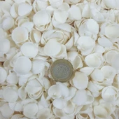Clam Rose Cochles -Orta Kiloluk Deniz Kabuğu (1 KG) - 1
