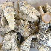 Cerıthıum Nodulosum Kiloluk Deniz Kabuğu (1 KG) - 1