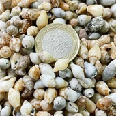 Nassa Shell Kiloluk Deniz Kabuğu 250 GR Yerli - 4