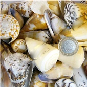 Conus Mıxed Kiloluk Deniz Kabuğu (1 KG) - 1