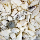 White Seula Kiloluk Deniz Kabuğu (1 KG) - 1
