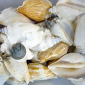 Strombus Epidormis Kiloluk Deniz Kabuğu (1 KG) - 1