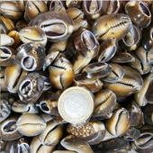 Cyprea Caputserpentis Kiloluk Deniz Kabuğu - Kesik (1 KG) - 1