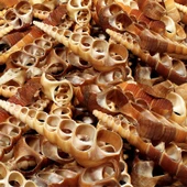 Turitella Kesik (1 KG) - 1