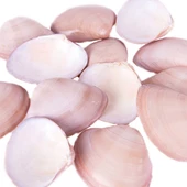 Chocolate Clams Kiloluk Deniz Kabuğu (1 KG) - 1