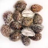 Tiger Cowrie Kiloluk Deniz Kabuğu (1 KG) - 1