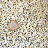 Nassa Shell Kavrulmuş Kiloluk Deniz Kabuğu (1 KG) - 1