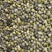 Mini Mongo Shell Kiloluk Deniz Kabuğu (1 KG) - 1