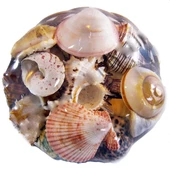 Fruit Of The Sea  20 CM - 1