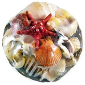 Fruit Of The Sea 12 İnç - 1