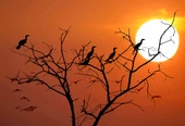 Günbatımı Ağaç ve Kuş Manzaralı Duvar Kağıdı thumbnail 7