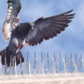 POLİKARBON KUŞ KOVUCU KUŞKONMAZ DİKENİ SİYAH (3 ADET) - 3