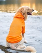 Orange Kapşonlu Sweatshirt, Orta ve Büyük Irklar İçin - 2