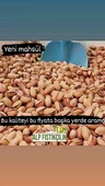 3 kg Siirt fıstığı - 1