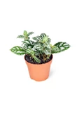 Iç Mekan Bitkisi 10-20 Cm Pilea Cadierei Karyağdı Çiçeği - 1