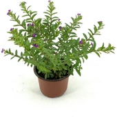 Kufeya Mor Çiçekli 15-25 cm - 2