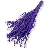 Lavanta Demeti Istanbul Moru 40-50 Cm Lavender Şoklanmış Doğal - 1