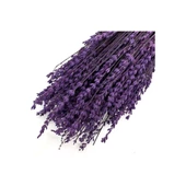 Lavanta Demeti Istanbul Moru 40-50 Cm Lavender Şoklanmış Doğal - 2