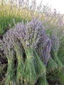 Tatlı Mor Lavanta Demeti Isparta'dan 100 gr - 4