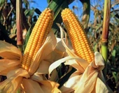 Yerli Kokulu Köy Mısır Tohumu 250 Gr thumbnail 1