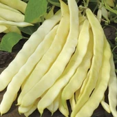 Yerli Ata Tohumu Beyaz Turşuluk Uzun-Enli Sırık Fasulye 25 Gr (Mor Uzun Tohum) thumbnail 2