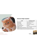 Reflex Plus Persian Yavru Kedi Maması 1.5 kg - 2