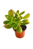 Para Çiçeği Fidanı 10-20 cm Saksıda Crassula Ovata thumbnail 3