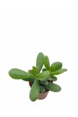 Para Çiçeği Fidanı 10-20 cm Saksıda Crassula Ovata thumbnail 2
