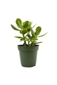 Para Çiçeği Fidanı 10-20 cm Saksıda Crassula Ovata thumbnail 1