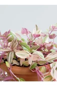 Tradescantia Telgraf Çiçeği Fidanı Pembe 10-20 cm thumbnail 3