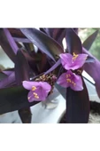 Mor Telgraf Kara Sevda Çiçeği Tradescantia 10-20 cm - 2