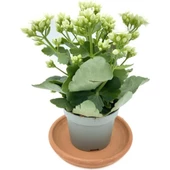 Kalanchoe (Kalanşo) Beyaz 10-20 cm thumbnail 2