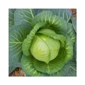 Lahana Brunswick Tohumu 5 Gr Cabbage Brunswick Seed - 1