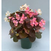 Şeker Begonya 3’lü Set Karışık Renklerde 10-20 cm thumbnail 4