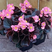 Şeker Begonya 3’lü Set Karışık Renklerde 10-20 cm thumbnail 2