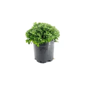 3'lü 10-20 cm Mix Set Kasımpatı Seti thumbnail 3