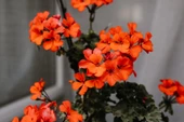 Koyu Turuncu Sardunya Çiçeği Fidesi 10-20 cm - 2