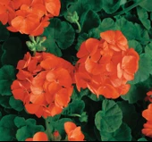 Turuncu Sardunya Çiçeği Fidesi 10-20 cm thumbnail 4