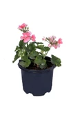 Kiraz Çiçeği Pembe Sardunya Çiçeği Fidesi 10-20 cm thumbnail 1