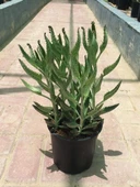 Aşkın Gözyaşı Çiçeği Fidesi Fidanı 10-20 cm thumbnail 2