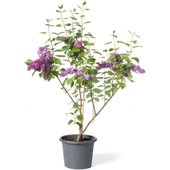 Leylak Çiçeği Fidanı 1 Adet Saksılı / Tüplü 40-60 cm thumbnail 1