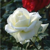 Saksıda Yediveren Aşılı Beyaz Gül Fidanı 10-20 cm thumbnail 1