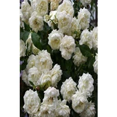 Krem Beyazı Gül Fidanı Yediveren Sarmaşık thumbnail 2