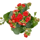 Kalanchoe (Kalanşo) Fidanı Kırmızı 10-20 cm thumbnail 1