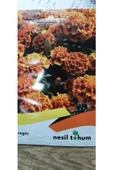 KOLUKISA TARIM KADİFE ÇİÇEK TOHUMU - 4