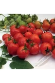 Bursa Tohum Beybito Cherry Domates Tohumu Super Verım - 1