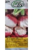 KOLUKISA TARIM ŞALGAM TOHUMU - 1