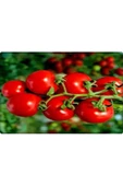 Bt Beybito Cherry Domates Tohumu (5 Gr) - 3